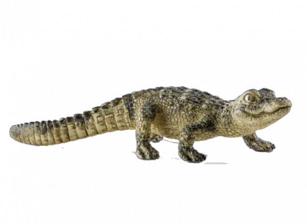 Baby Alligator Png Images Transparent U2013 Free Transparent Baby Crocodile Alligator Transparent