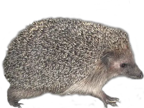 20 Hedgehog Png Images Are Free To Hedgehog Hedgehog Png