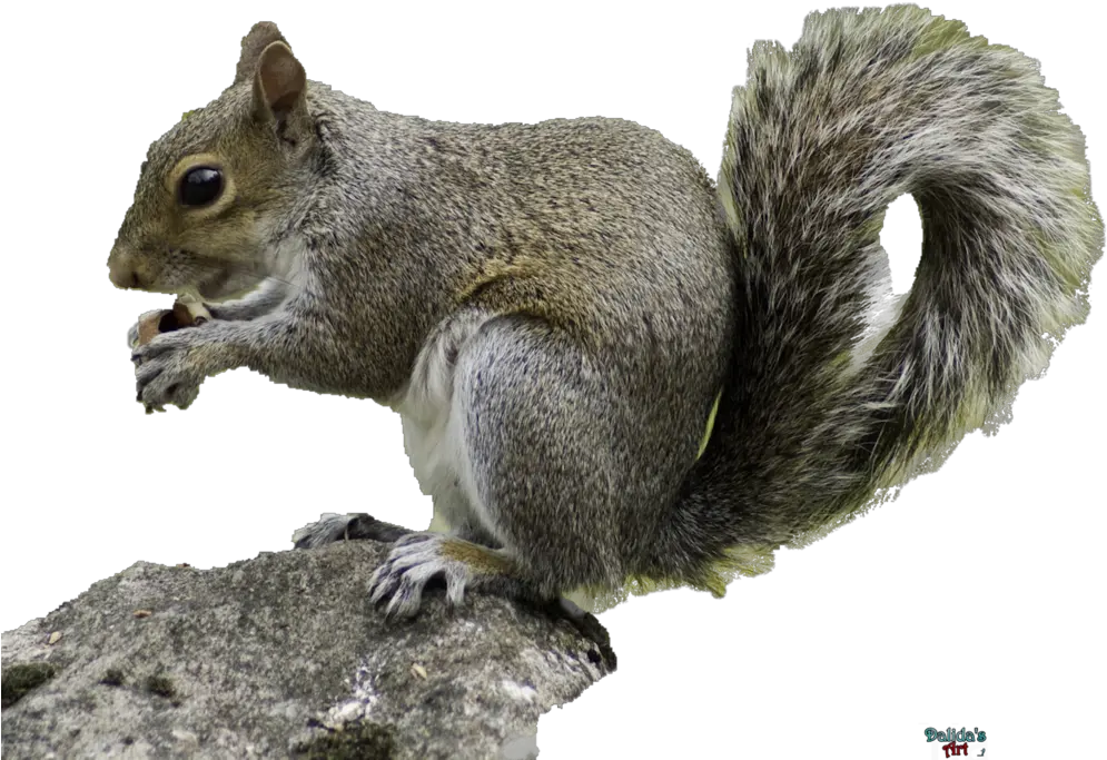 Download Running Squirrel Transparent Background Png Squirrel Transparent Background