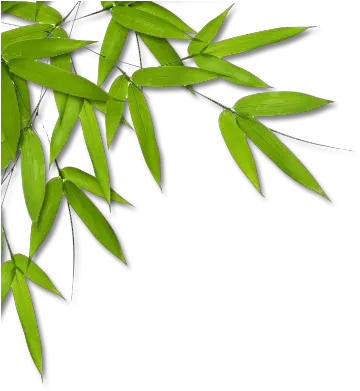 Download Bamboo Png Leaves L Bamboo Leaves Png Clipart Bamboo Leaves Png