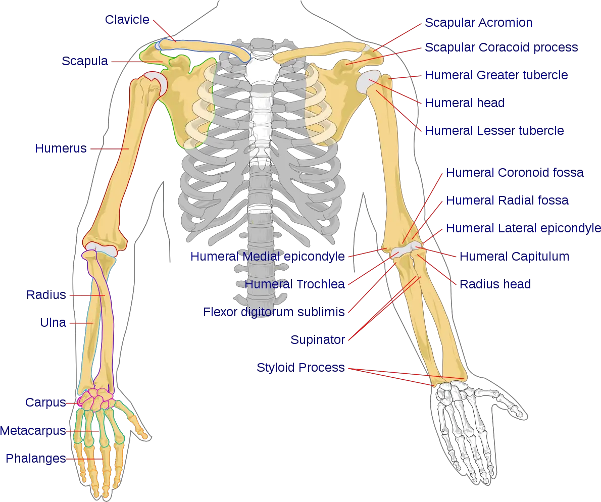 Filehuman Arm Bones Diagramsvg Wikipedia Bones Of The Arm Png Skeleton Hand Png