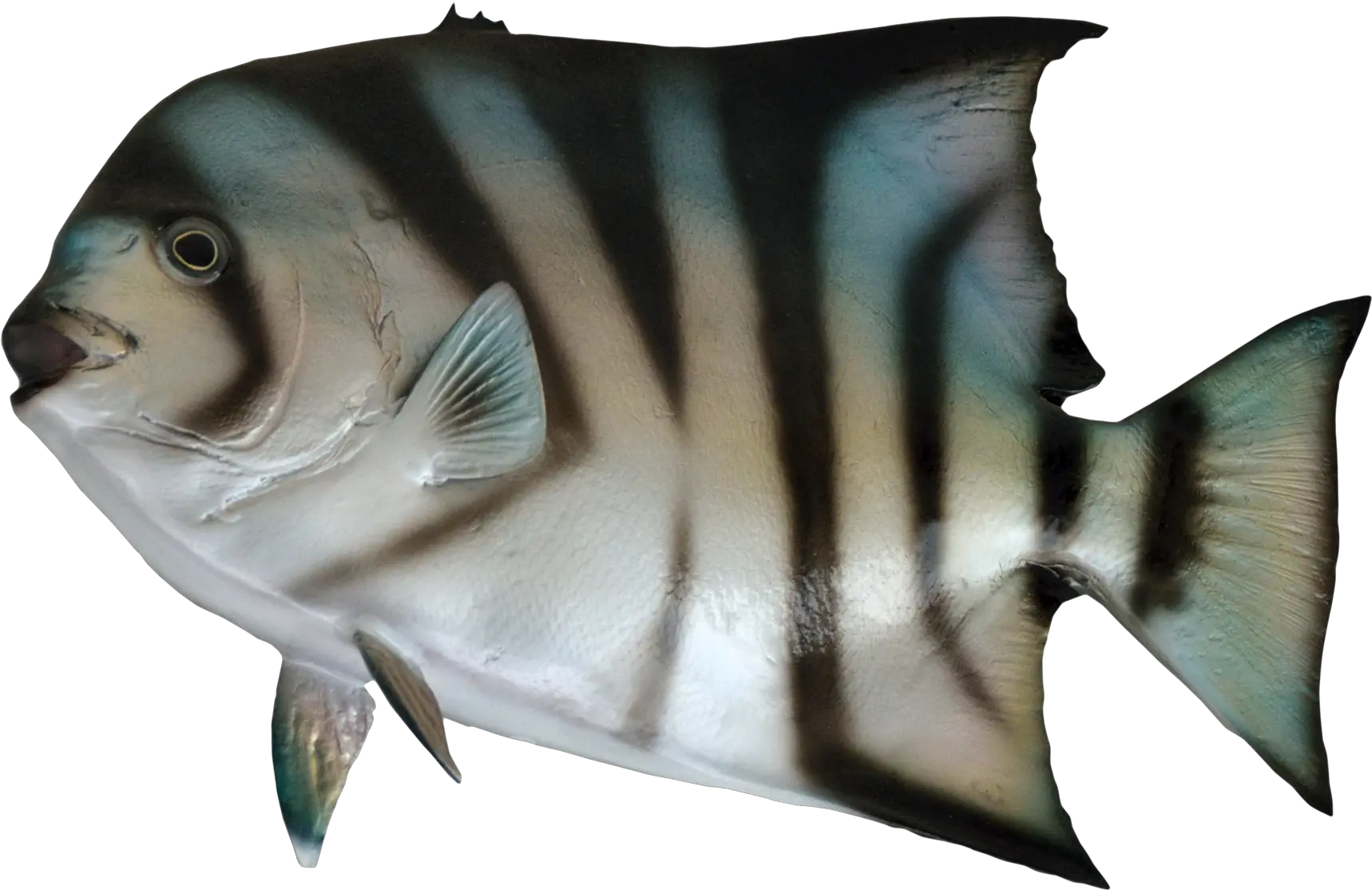 Tuna Fish Png Transparent Image Fish Star Fish Picture Png Fish Png Transparent png