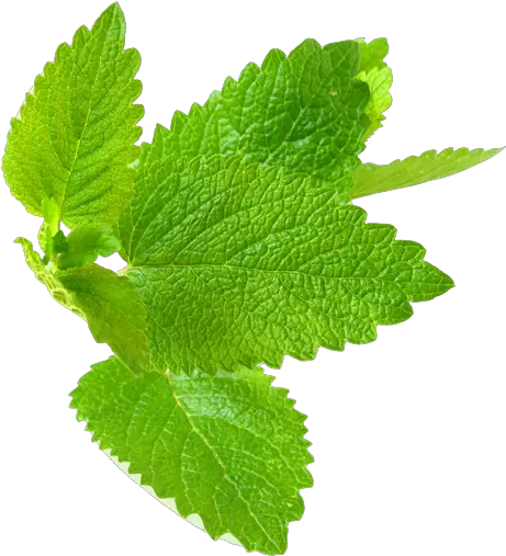 Mint Leaf Png Picture Fresh Mint Leaves Png Mint Leaves Png