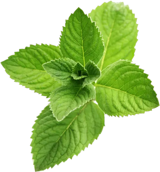 Png Images Transparent Background Mint Leaves Transparent Background Plant Transparent Background