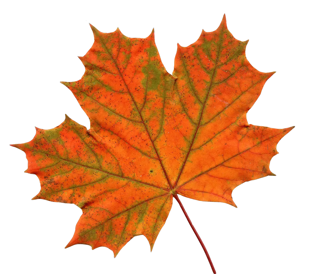 Maple Leaf Clipart Transparent Png Transparent Background Maple Leaf Png Leaves Clipart Png