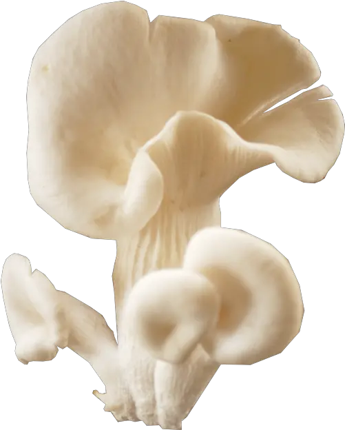 Oyster Mushroom Png 1 Image Oyster Mushroom Png Mushroom Png