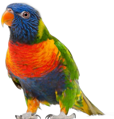 Png Free Download Parrot Bird Transparent Background Parrot Transparent Background