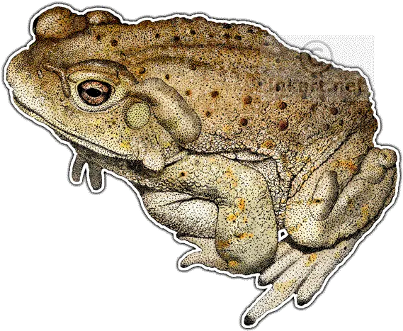 Colorado River Toad Png U0026 Free Toadpng Colorado River Toad Drawing Toad Transparent