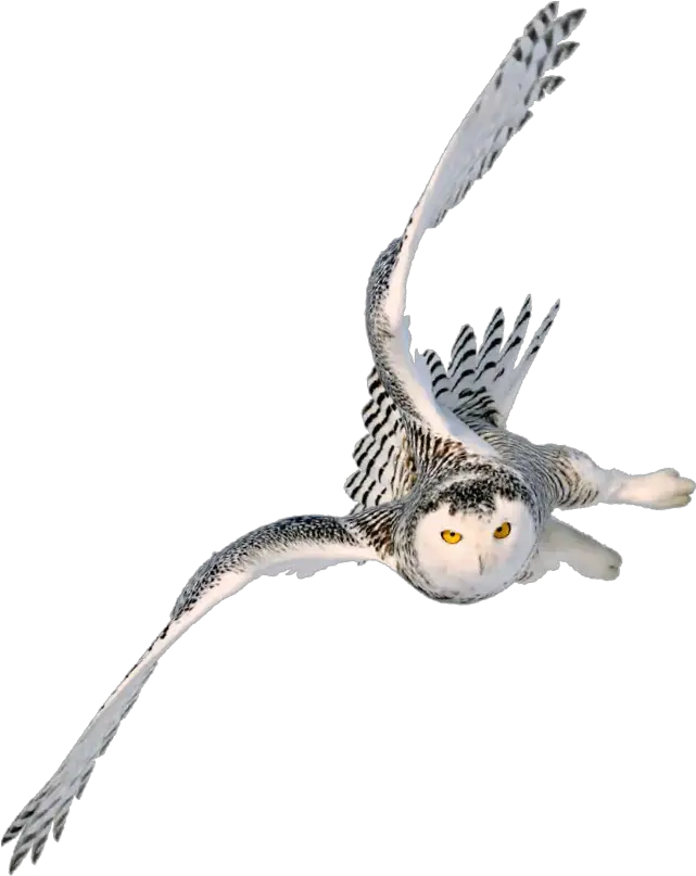 Snowy Owl Image Portable Network Graphics Barn Harry Flying Owl Png Transparent Owl Png
