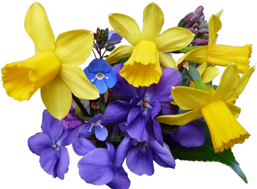 Spring Flowers Png 2 Image Spreeng Flower Png Transparent Spring Flowers Png