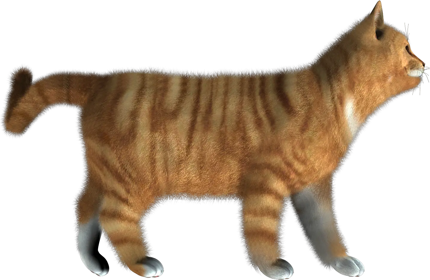 Download Kitten Png Pic Cat Hd Images Png Full Size Png Cat Side View Transparent Kitten Png