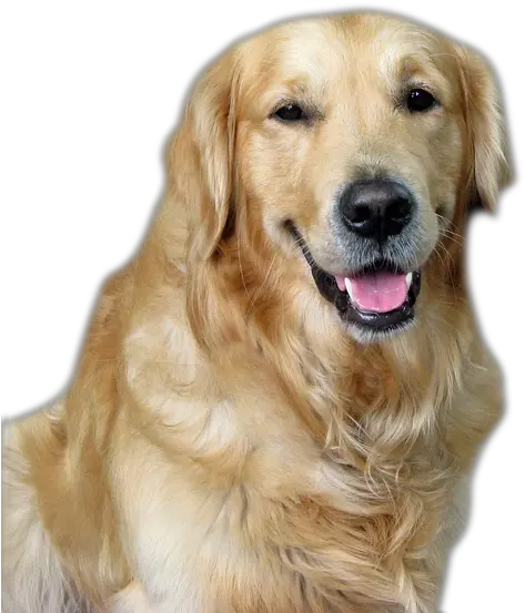 Dog Png Image Beautiful Dogs Transparent Pictures Free Golden Retriever Cute Dog Pet Png