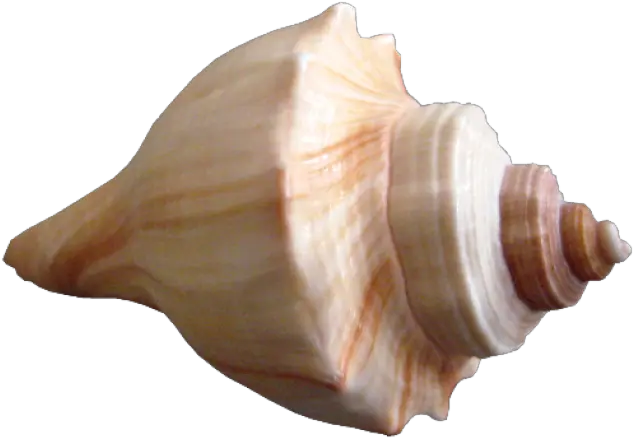 Download Free Png Seashell Seashell Png Sea Shell Png