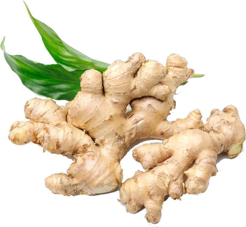 Download Ginger Png Image With No Background Pngkeycom Gingers Png Ginger Png