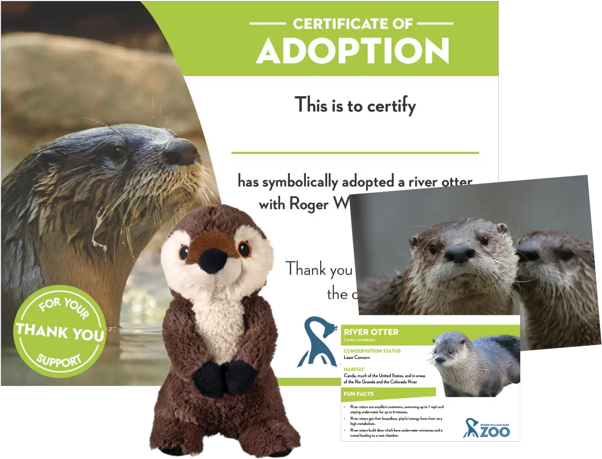 Adopt A River Otter Roger Williams Park Zoo Adopt A River Otter Png Otter Png