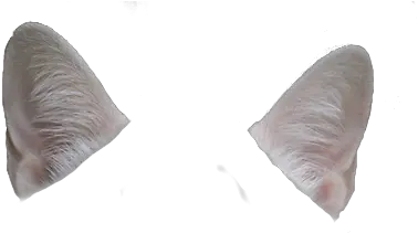 Png Avatan Plus Pillow Cat Ears Png