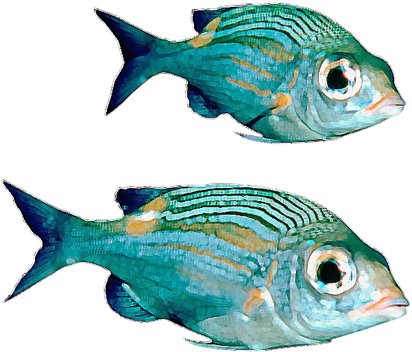 Colorful Fish Png Transparent Clipart Colorful Fish Transparent Background Ocean Fish Png