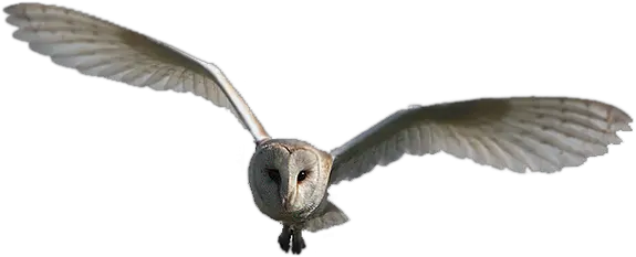 Buckalena Barn Owl Png Barn Owl Png