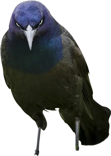 Evil Bird Cutout From Psb Cutouts Boat Tailed Grackle Png Bird Transparent