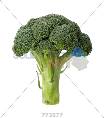 Stock Photo Of Broccoli Head Isolated Slice Of Broccoli Png Broccoli Transparent Background