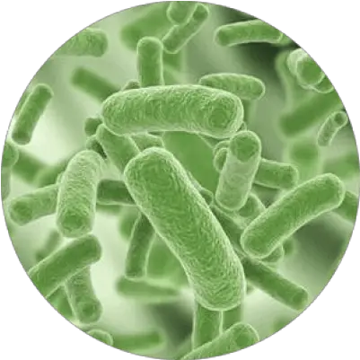 Download Free Png Understanding Bacteria Dlpngcom Lactobacillus Plantarum En Vino Bacteria Png