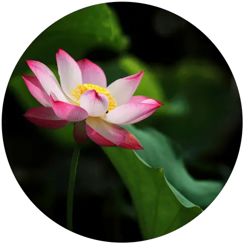 Lotus Flower Png Transparent