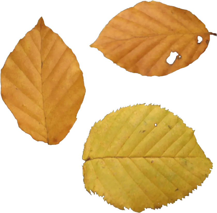 210 Best Maple Leaf Png Duper Dry Leaf Png Autumn Leaves Png