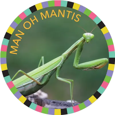 Download Man Oh Mantis Image Praying Mantis Png Praying Mantis Png