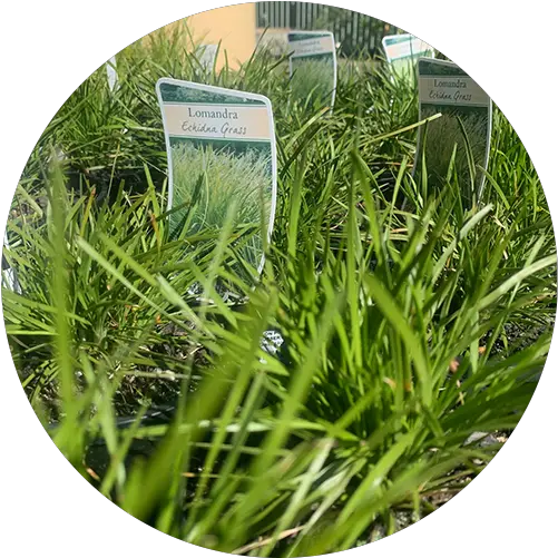 Garden Nursery In Ballarat Vic Spot Grassland Png Fountain Grass Png