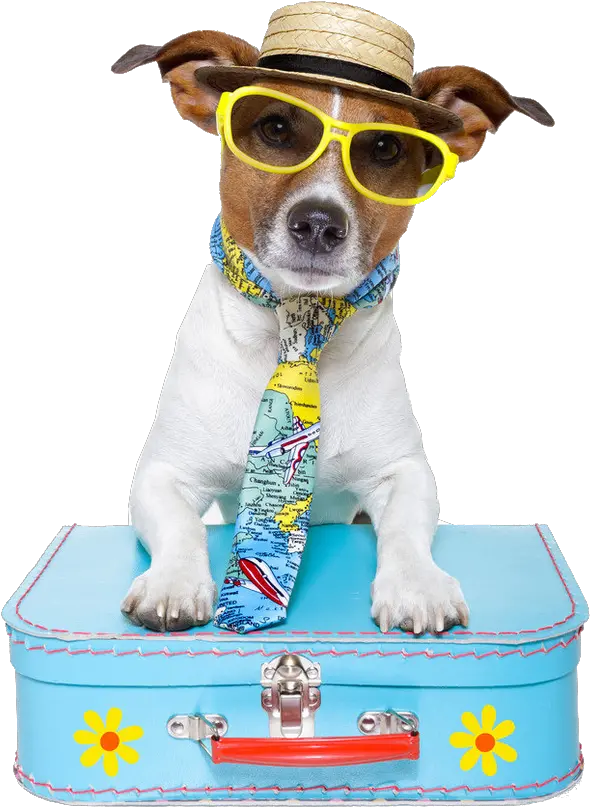 Download Sitting Pet Travel Dog Puppy Ha 1277522 Png Dog Vacation Puppy Clipart Png