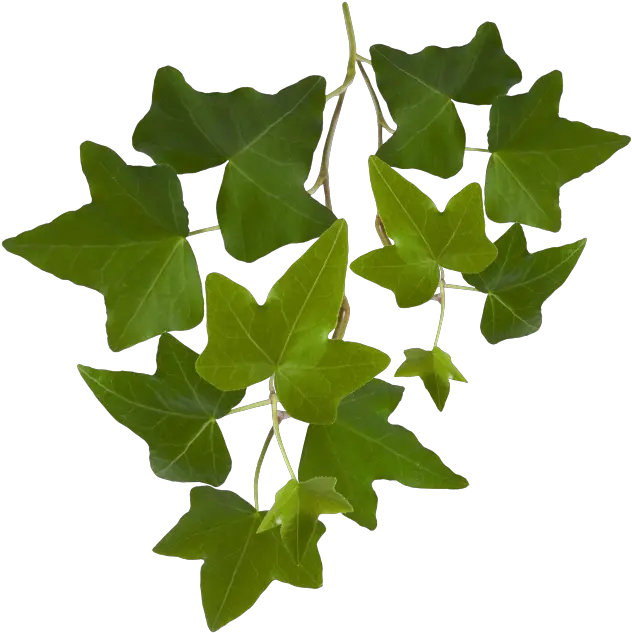 Leaf Ivy Leaves Png Ivy Leaf Png