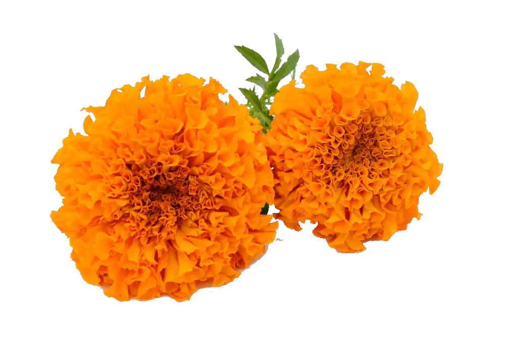 Download Hd Marigold Garland Png Marigold Flower Clipart Transparent Marigold Flower Png Garland Png