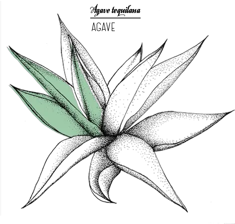 Agave Jyb Cosmetics Agave Png Agave Png