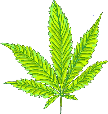 Marijuana Pot Leaf Plant Marijuana Leaf Png Pot Leaf Transparent