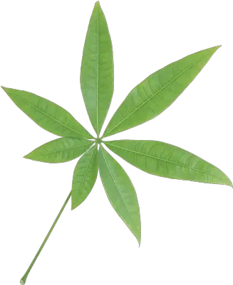 Isolated Star Green Leaf Transparent Png Stickpng Plants With Seven Leaves Leaves Transparent Background