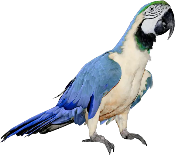 Parrot Png Parrot Blue And White Parrot Png