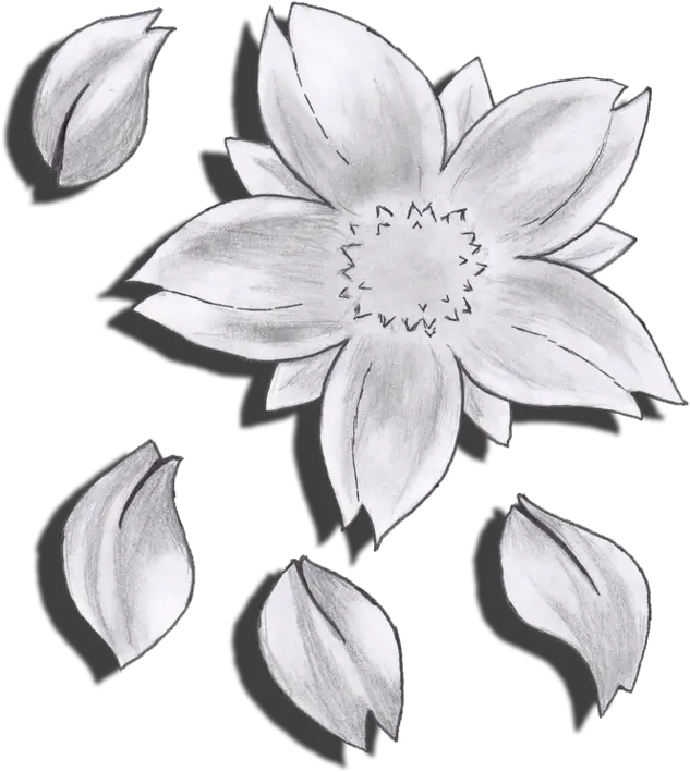 Download Drawn Flower Cherry Blossom Cherry Blossom Flower Cherry Blossom Flower Transparent Drawing Black Png Flower Drawing Png png