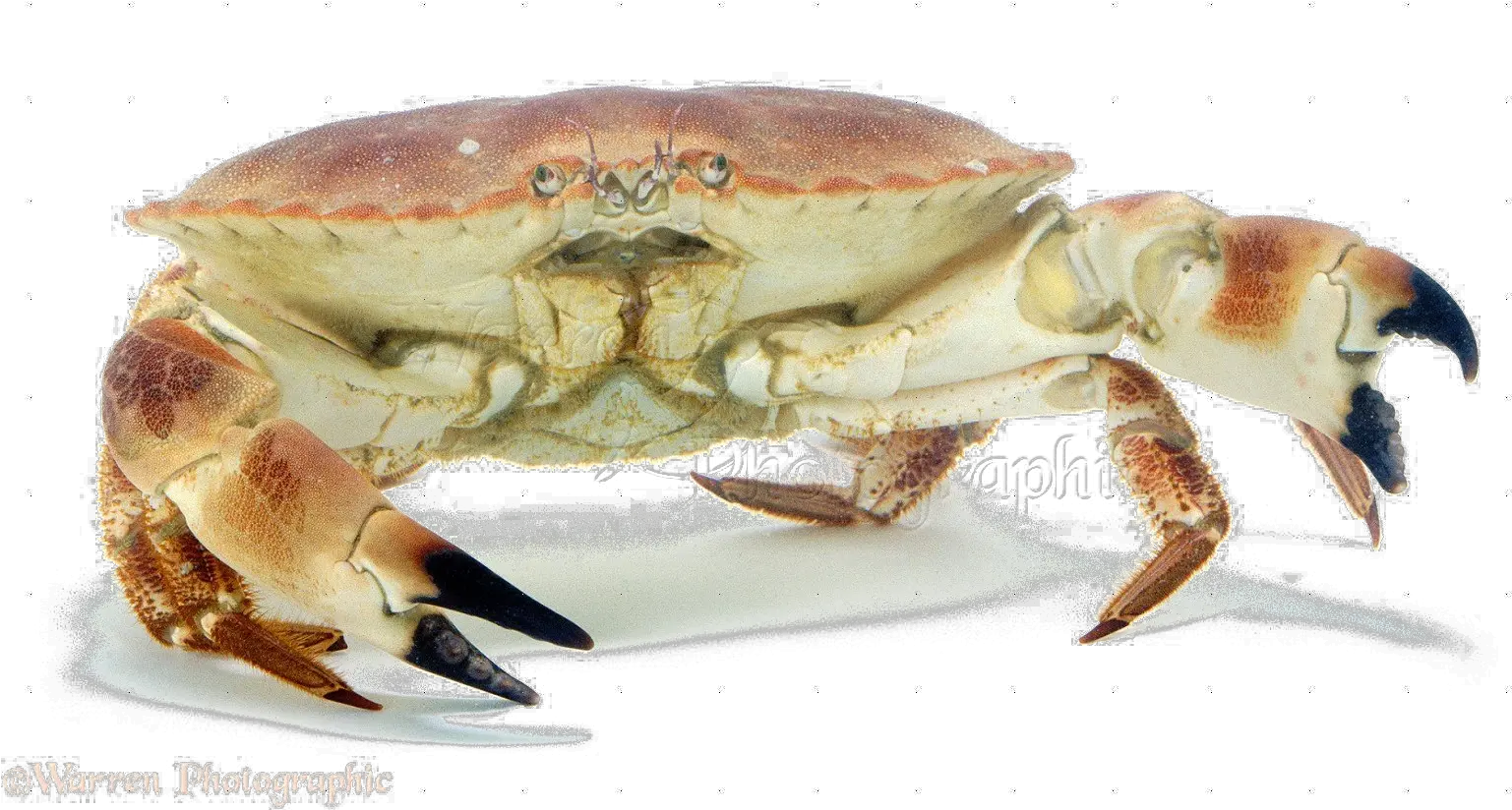 Crab Png Image Transparent Background Crab Png Crab Transparent Background