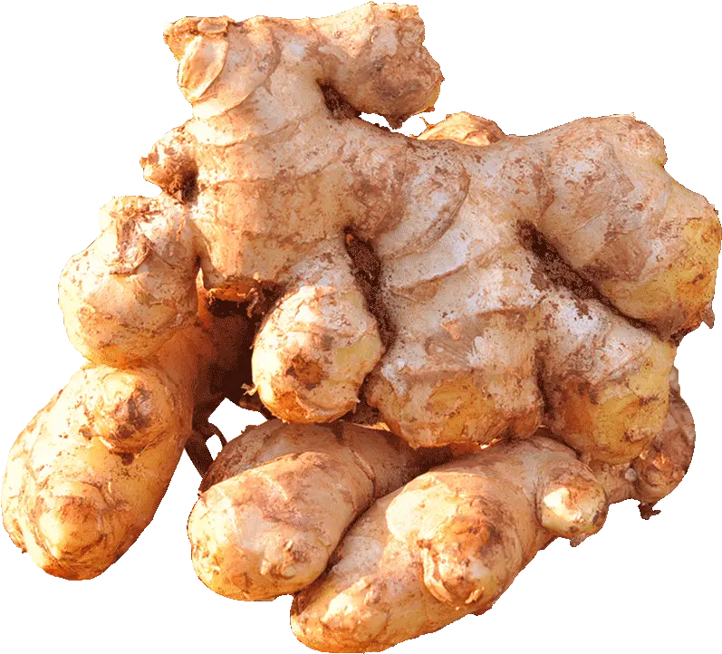 Chinese Old Ginger Suppliers And Ginger Png Ginger Png