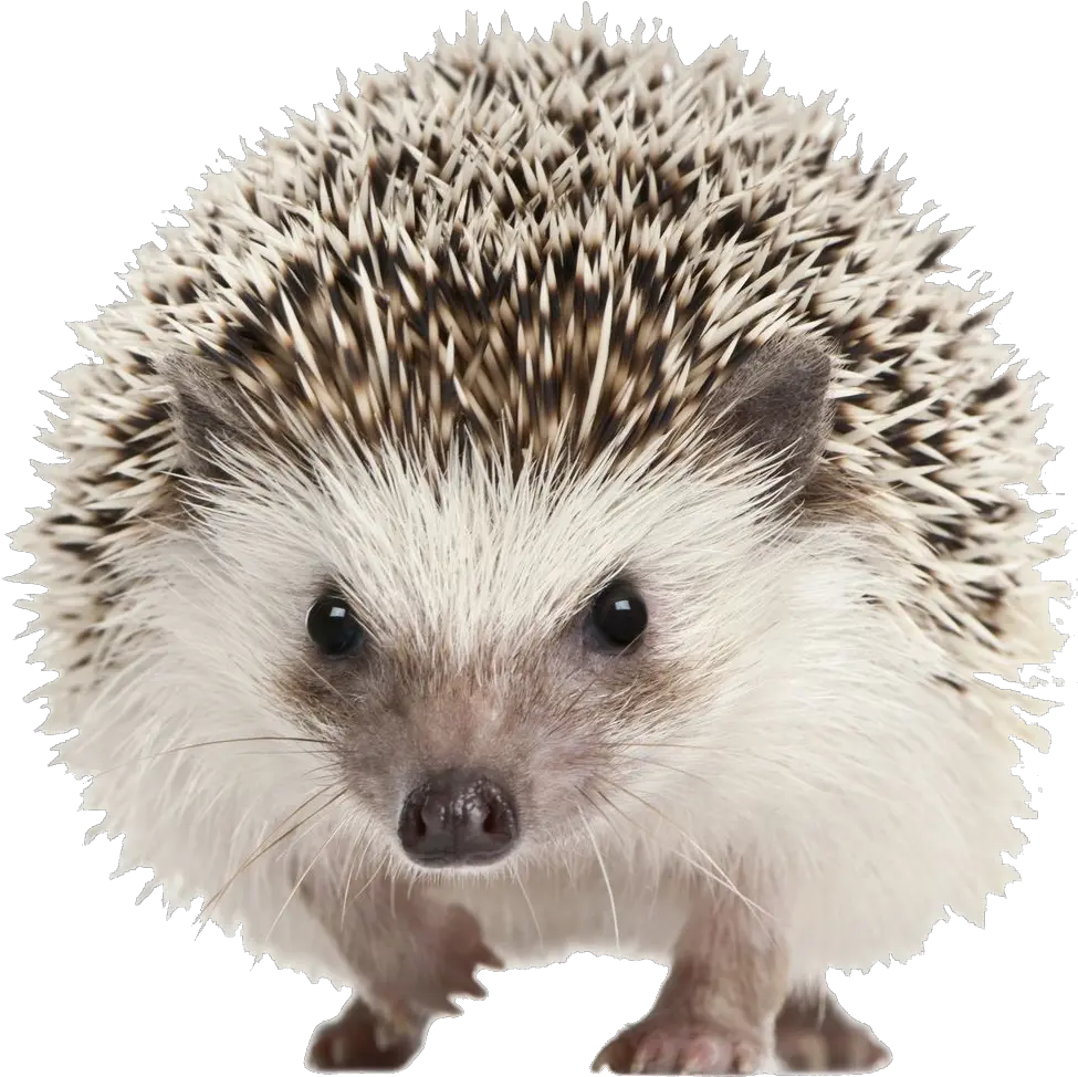 Hedgehog Png Transparent Image Background