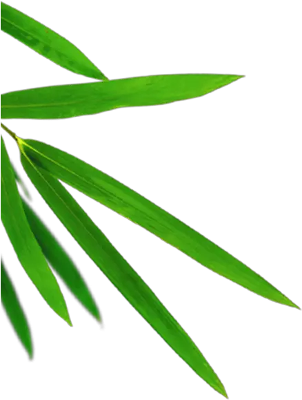 Transparent Bamboo Leaf Png Bamboo Leaves Png Bamboo Leaves Png