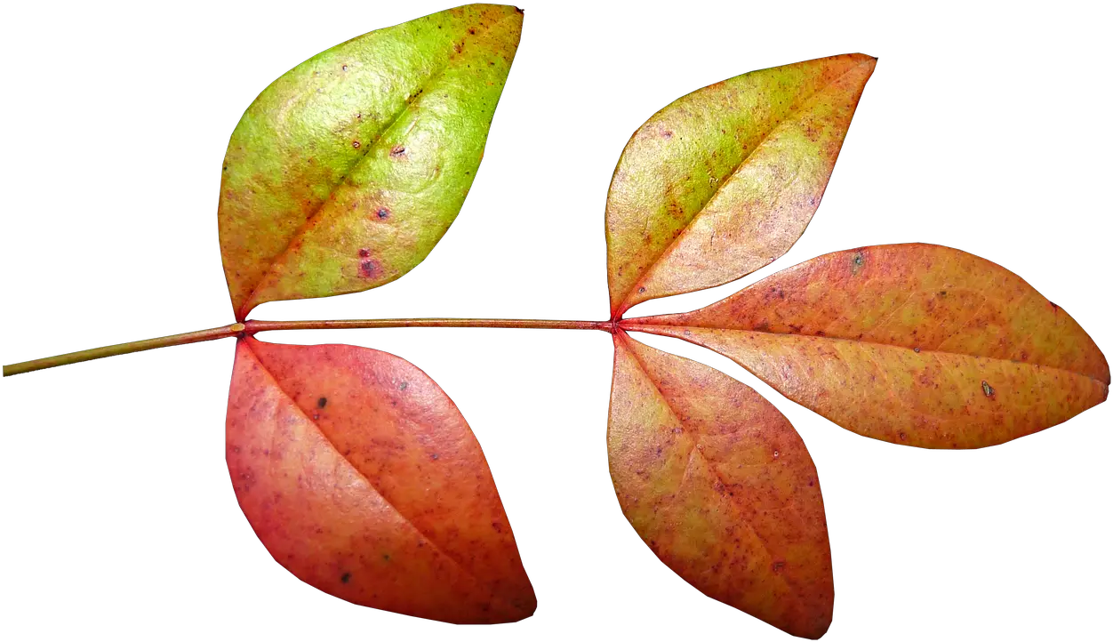 Download Free Photo Of Leaves Bamboo Autumn Fall Plant Autumn Png Bamboo Leaves Png