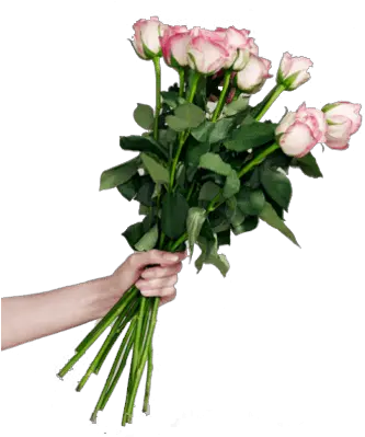 White Rose Single Transparent Png Stickpng Person Holding Roses Clipart Single Rose Png