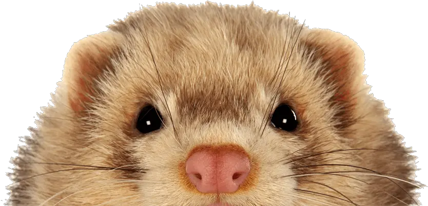 Download Keeping Ferrets Safe North American River Otter Png Ferret Png