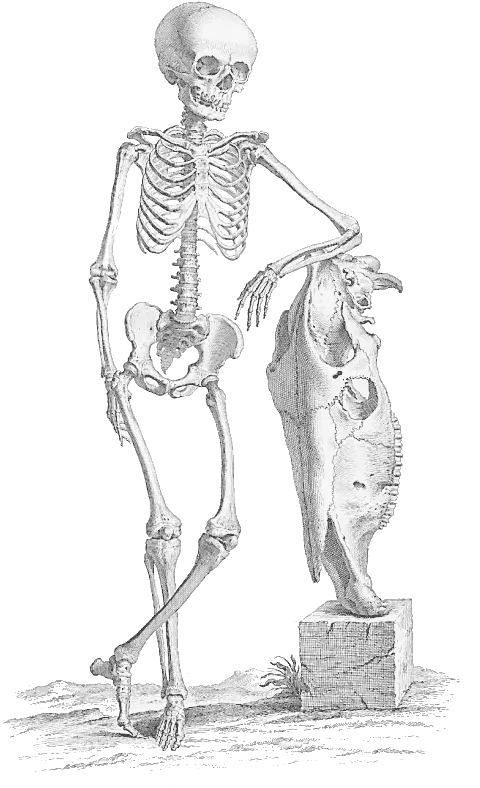 Download Halloween Skeleton Png File Free Transparent Png De Humani Corporis Fabrica Skeleton Skeleton Png Transparent