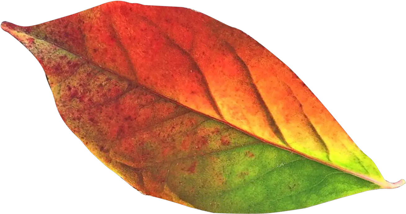 Autumn Leaf Png Transparent Image Transparent Autumn Leaves Clipart Autumn Leaves Png