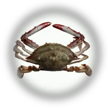 Bdo Crab Knowledge Database Peixe Siri Png Crab Icon