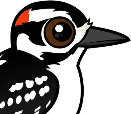 Download Hd About The Hairy Woodpecker Downy Woodpecker Png Woodpecker Png