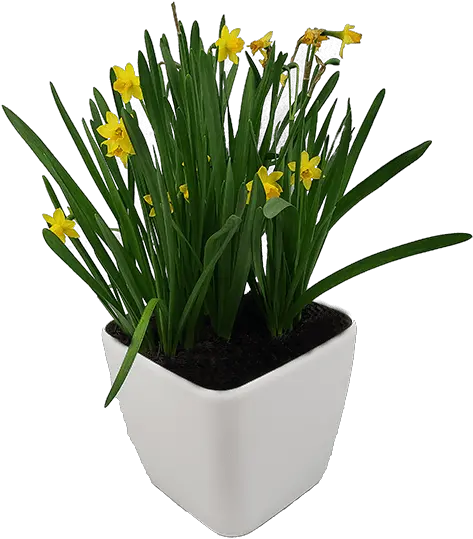 Do Self Saffron Crocus Png Planters Png
