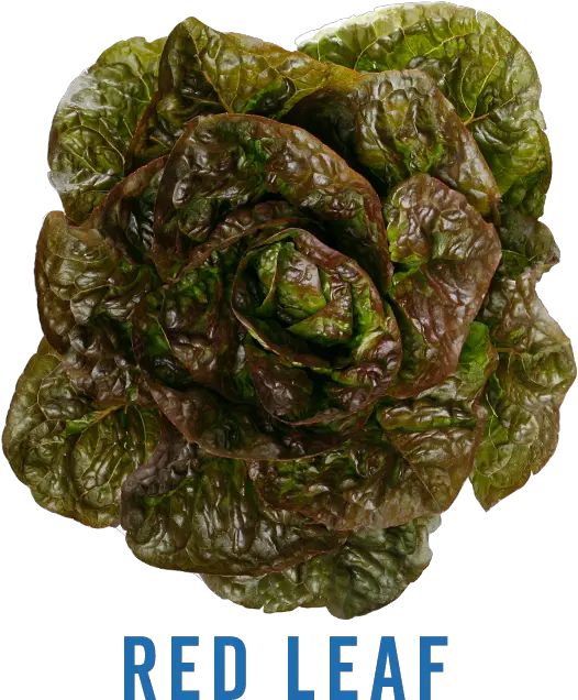 Leaf Lettuce Png Transparent